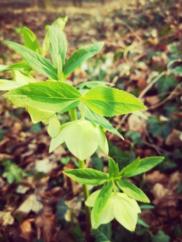 a plant with green leaves on the ground at Varga Villa in Orfű