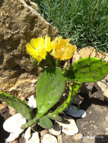 a green plant with yellow flowers on the ground at Guest House Serena in Chornomorsk