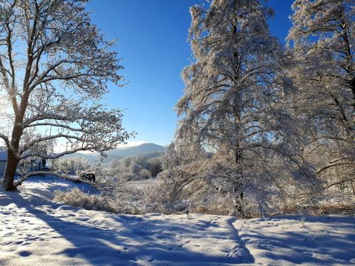 a group of trees covered in snow at Bohemian Homes - Buddha in Horní Podluží