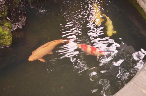 two koi fish swimming in a pond at Ivy Motel in Chiayi City