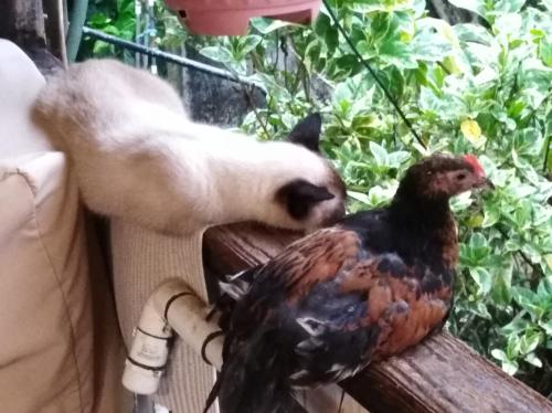 a cat standing next to a bird on a couch at Caribbean Queen - Apartamento con vista al Jardin #2 in San Andrés