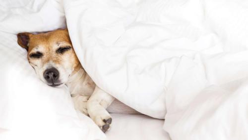 a dog laying in bed under a blanket at M Star Hotel Searcy in Searcy