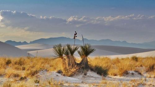 a palm tree in the desert with mountains in the background at The Classic Desert Aire Hotel in Alamogordo