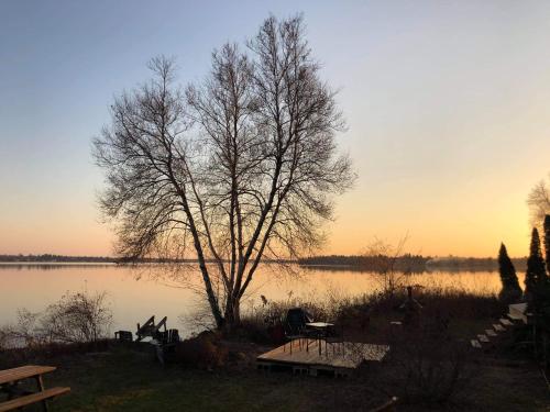 a tree and a picnic table next to a lake at Havre du lac à la tortue in Grand-Mère