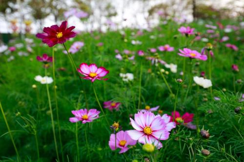 a field of pink flowers in the grass at Crowne Plaza Foshan Nanhai-an IHG Hotel-Free Shuttle Bus to Canton Fair in Guangzhou