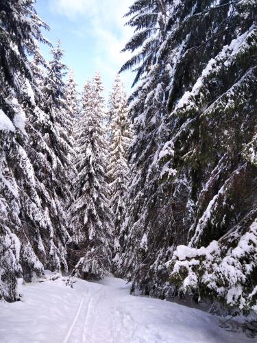 a group of trees with snow on them at Ski apartmány Spiežovec Donovaly in Donovaly