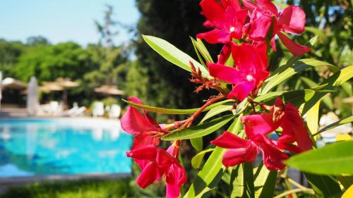 a group of red flowers next to a swimming pool at Joya Park Hotel in Golden Sands