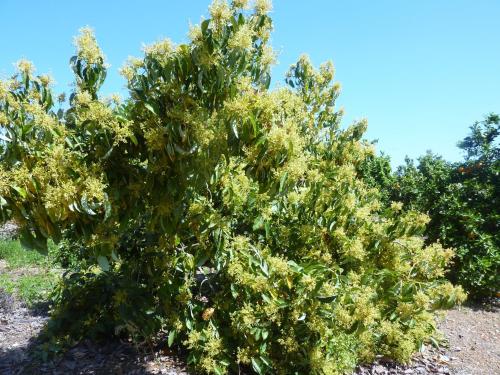 a shrub with yellow flowers in a field at Aphrodite Beach Hotel in Polis Chrysochous