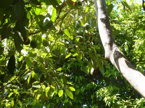a tree with lots of green fruit on it at Aphrodite Beach Hotel in Polis Chrysochous