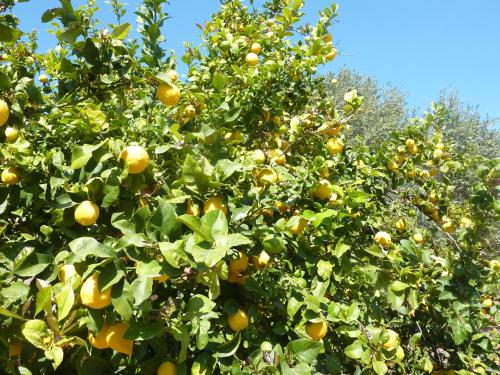 an orange tree with lots of oranges on it at Aphrodite Beach Hotel in Polis Chrysochous