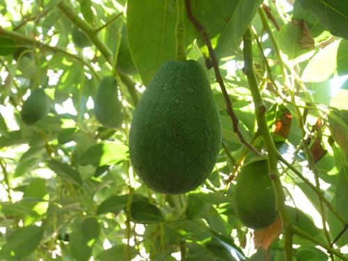 a green avocado hanging from a tree at Aphrodite Beach Hotel in Polis Chrysochous