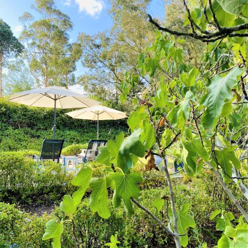 two umbrellas and two chairs sitting under them at Swellendam Country Lodge - Guest House - B&B in Swellendam