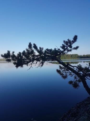 a pine tree in front of a lake at Tofvehults Boende in Skaftet