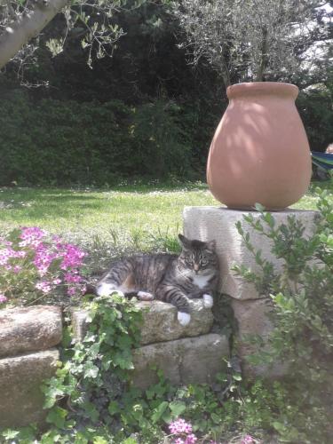 a cat laying on a stone wall next to a vase at Mas" La Maison de mon Père " Proche AVIGNON à PUJAUT in Pujaut