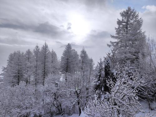 a group of trees with snow on them at Bel appartement au rez de chaussée d'un chalet in Jarrier