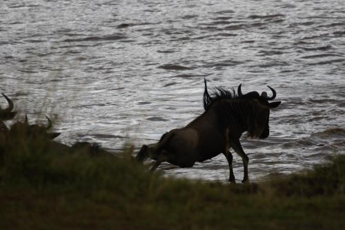 a animal running on the beach near the water at Enkusero Mara in Aitong