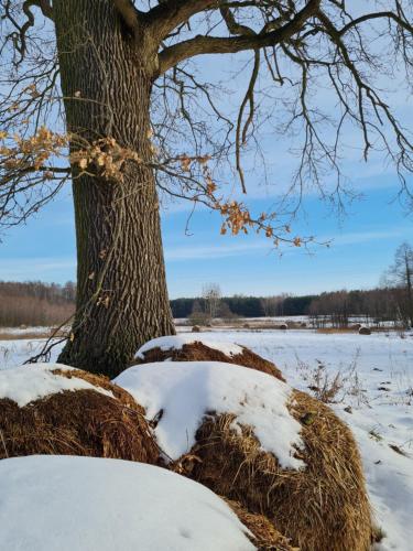 a tree in the snow next to a field at Siedlisko Bolek in Nadrybie