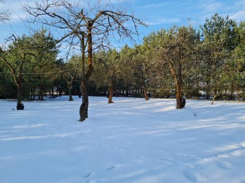 a group of trees in a snow covered field at Siedlisko Bolek in Nadrybie