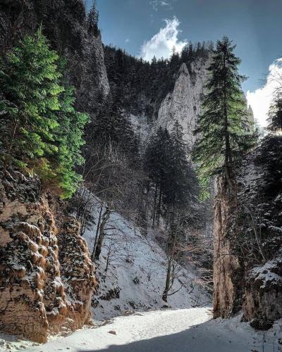 a snow covered hill with trees and a mountain at Pensiunea 3 Brazi Zarnesti in Zărneşti