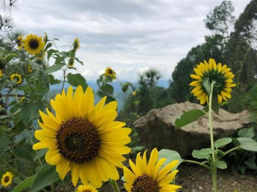 a group of yellow sunflowers in a field at Sukoon Nature Retreat Near Bhatrojkhan Ranikhet in Tota Ām