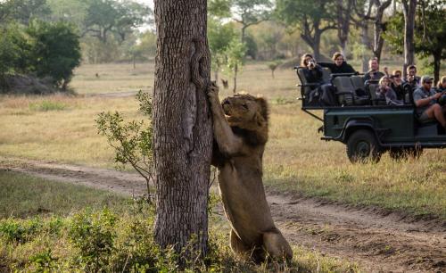 a lion standing next to a tree with people at Umkumbe Safari Lodge Riverside in Skukuza