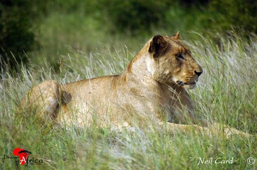 a lion laying in a field of tall grass at Dream of Africa Bush Lodge in Marloth Park