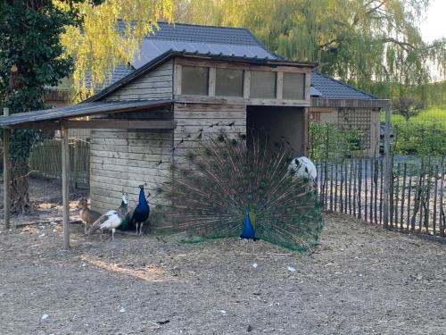 Fotografie z fotogalerie ubytování MMGhome - Gîte à la ferme v destinaci Frasnes-lez-Anvaing