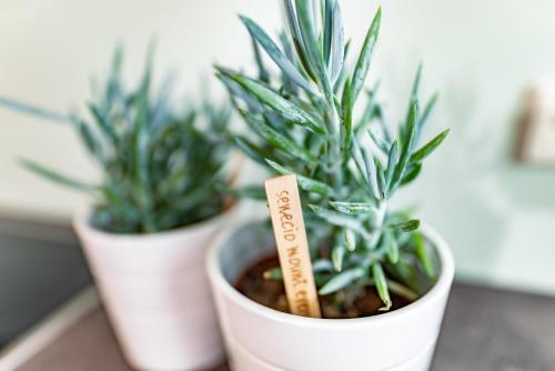 two plants in white pots sitting on a table at Wellnesshaus Reichelt in Radstadt