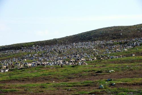 a large herd of animals standing on a hill at Storsätra Fjällhotell in Grövelsjön