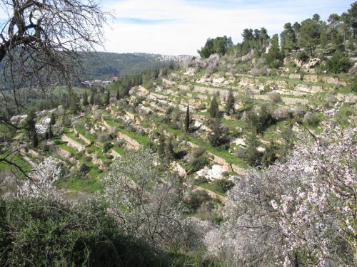 a view of a hillside with trees and bushes at Khan Ein Karem Boutique Hotel in Jerusalem