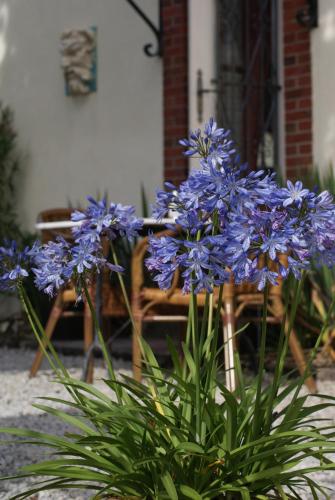 a plant with purple flowers in front of a table at Manoir Bonpassage in Thury