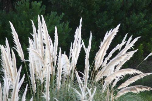 a group of tall white plants with trees in the background at Los Pecados de la Viuda in Punta Del Diablo