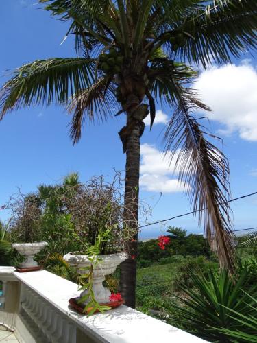 a palm tree on a balcony with a palm tree at Hôtel Résidence Le Phoenix in Saint-Pierre