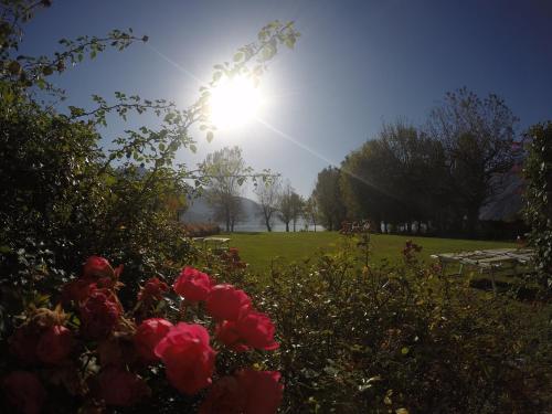 a sun shining over a field with red roses at Tullio Hotel in Gravedona