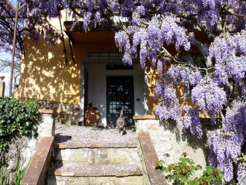 a wisteria tree in front of a house at Il Casalone in Impruneta