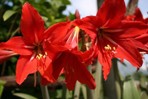 a group of red flowers in a garden at Villa D'amore Montenegro in Donji Morinj