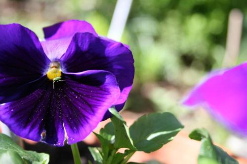 a purple flower with a bee on it at Villa D'amore Montenegro in Donji Morinj