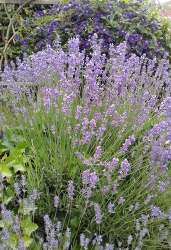 a bunch of purple flowers in a garden at Ferienhaus Lanzl in Gamlitz