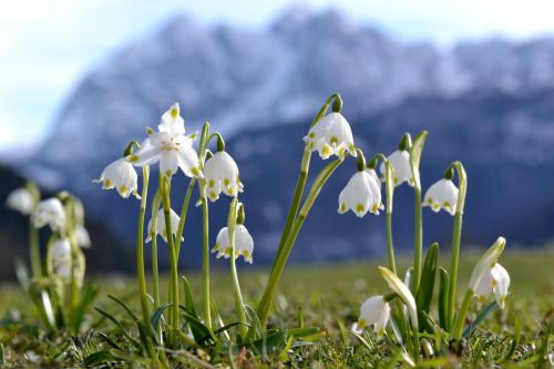 a group of white flowers in the grass at Pension Anneliese in Schwendt