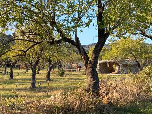 Zahrada ubytování Masseria Usamborgia