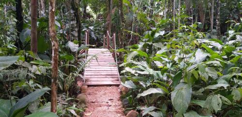 a wooden path in the middle of a forest at Ada Verde in Rio dos Cedros