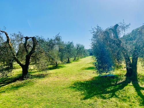 a row of olive trees in a field at IL BORGHETTO di ANSEDONIA in Ansedónia