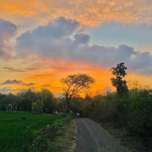 a dirt road in a field with a sunset at Tommy Homestay in Plambi