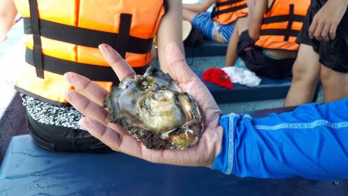 a person holding a oyster in their hand at Pangkor Homestay in Pangkor