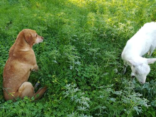 a dog sitting in the grass next to a cow at Sunset Cottage in Cinisi