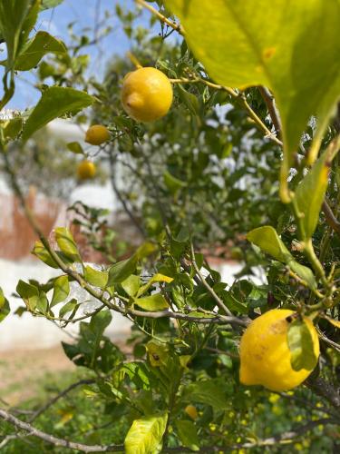 a lemon tree with lots of yellow fruits on it at Finca Las Fuentezuelas in Carataunas