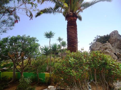 Κήπος έξω από το Aris Boutique Hotel