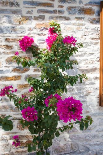 a bunch of pink flowers on a stone wall at Villa Ioanna by Pelion Esties in Áno Gatzéa