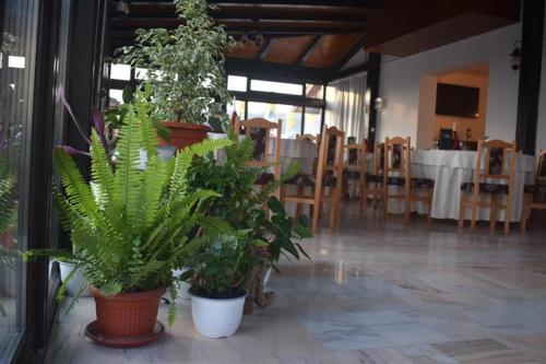 una stanza con diverse piante in vaso e un tavolo con sedie di Vila Teju Valeni a Vălenii de Munte