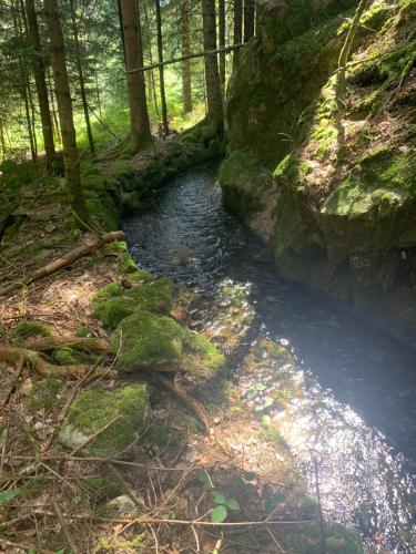 a stream in a forest with rocks and trees at Gîte " Orée des bois" in Vertolaye